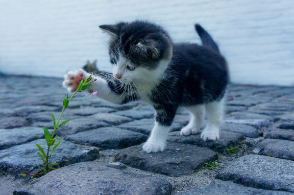 Picture of a kitten playing with a flower